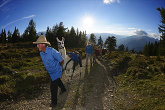 Llama tour at the summit of Ederplan Mountain in the Defregger Group
