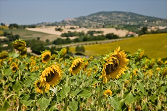 Umbrian landscape with sunflowers