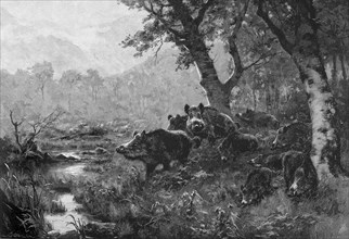 Wild boars at the waterhole
