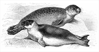A Harbor Seal (Phoca vitulina)