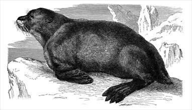 Sea Lion (Otaria ursina)