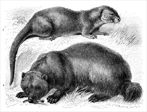 Otter (Lutra vulgaris) and Wolverine (Gulo borealis)