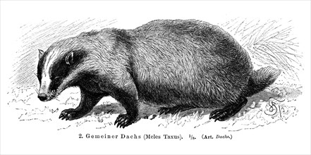 Common Badger (Meles taxus)