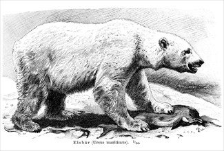 Polar Bear (Ursus maritimus)