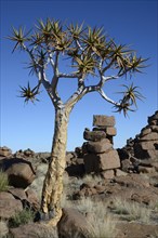 Quiver Tree or Kokerboom (Aloe dichotoma) and rock formations at the 'Giants' Playground'