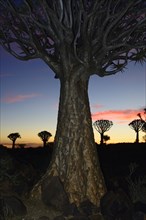 Quiver Trees or Kokerbooms (Aloe dichotoma)