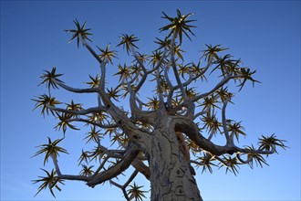 Quiver Tree or Kokerboom (Aloe dichotoma)