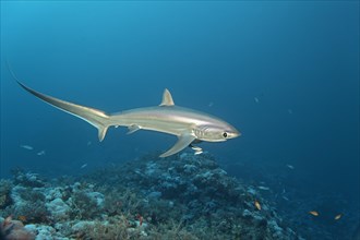 Common Thresher Shark (Alopias vulpinus) swimming above a coral reef