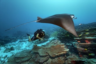 Scuba diver with a closed circuit rebreather Buddy Inspiration observing a Reef Manta Ray (Manta alfredi)