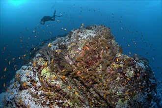Scuba diver diving over a reef ridge with coral and fish