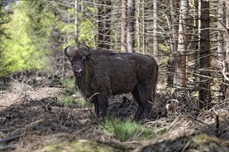 Wisent or European Bison (Bison bonasus) standing on a forest glade