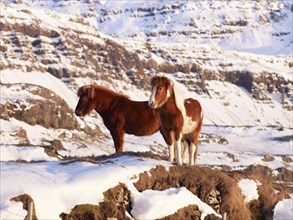 Icelandic Horses in a snow-covered pasture