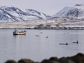 Research boat with Killer Whales or Orcas (Orcinus orca) off the coast of Grundarfjoerdur