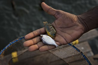 Hand of a fisherman with two small fish on his palm