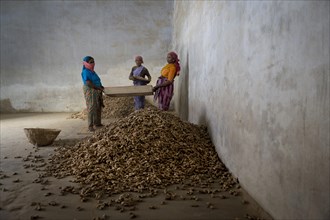 Women working in a spice store with ginger