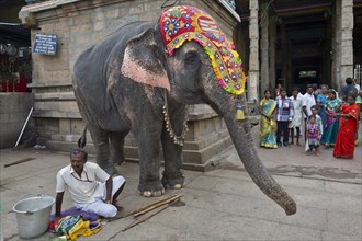 Temple elephant and a mahout