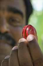Man holding a nutmeg with mace (Myristica fragrans) in his hand