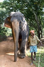 Asian Elephant (Elephas maximus) working elephant and a mahout