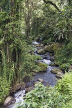 Pakrisan River flowing through the jungle of Gunung Kawi