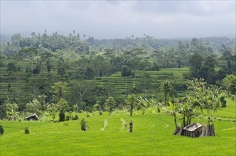 Rice terrace landscape with coconut palms