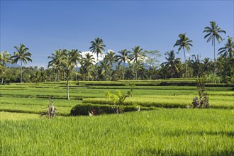 Rice paddies with coconut trees