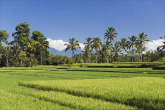 Rice paddies with coconut trees