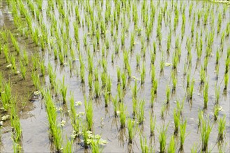 Rice plants in a rice paddy