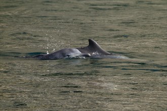 Common dolphins (Delphinus delphis)