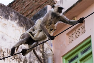 Common Langur or Hanuman Monkey (Semnopithecus Entellus) in Pushkar