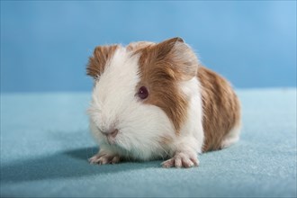 Swiss Teddy Guinea Pig or CH-Teddy