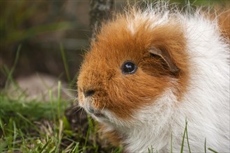 Swiss Teddy Guinea Pig