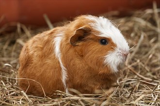 Swiss Teddy Guinea Pig