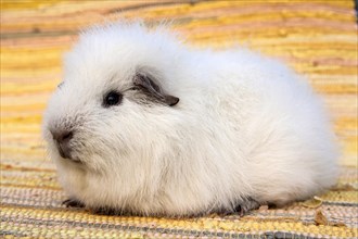 White Swiss Teddy Guinea Pig