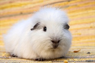 White Swiss Teddy Guinea Pig