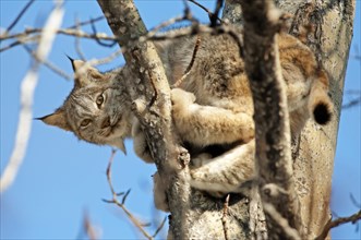 Canada lynx or Canadian lynx (Lynx canadensis) in a tree