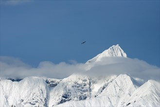 An eagle soaring near Mt. Gilbert in the Chugach Mountains