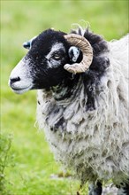 Scottish Blackface sheep