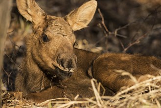 A newborn Moose calf (Alces americanus)