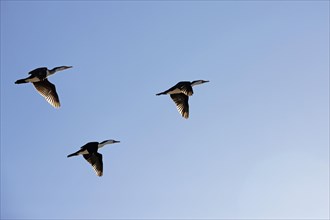 Three Pied cormorants (Phalacrocorax varius) in flight