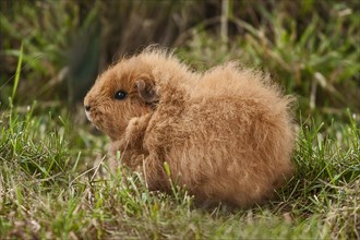 Swiss Teddy Guinea Pig