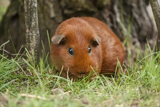 Single-coloured red Smooth Coated Guinea Pig