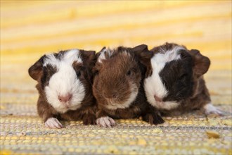 Swiss Teddy Guinea Pig