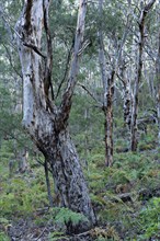 Karri trees (Eucalyptus diversicolor)
