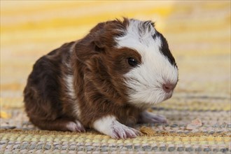 Swiss Teddy Guinea Pig