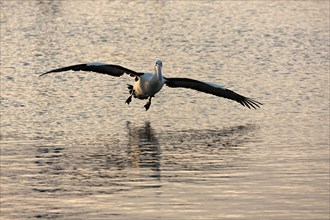 Australian Pelican (Pelecanus conspicillatus) landing on water