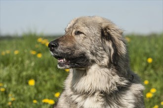 Caucasian Shepherd Dog