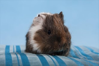 Swiss Teddy Guinea Pig or CH-Teddy