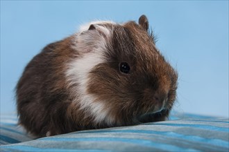 Swiss Teddy Guinea Pig or CH-Teddy