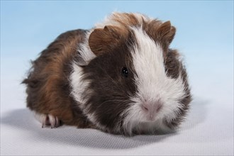 Swiss Teddy Guinea Pig or CH-Teddy