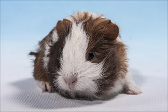 Swiss Teddy Guinea Pig or CH-Teddy